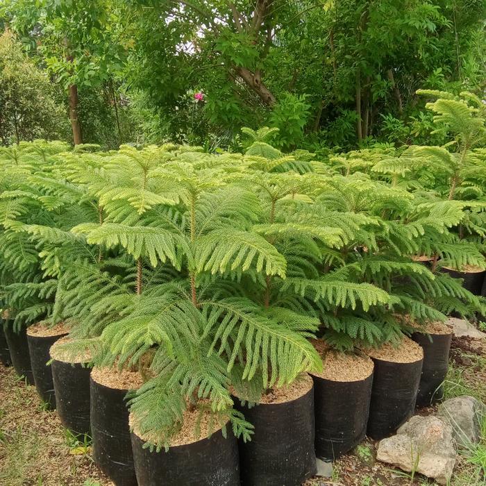 ASLI Taan s Cemara maok tinggi 70 cm. READY STOCK