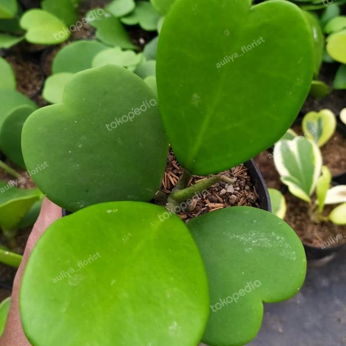 DISKON Taan s Sukulen Hoya love kerii green Cluster READY STOCK