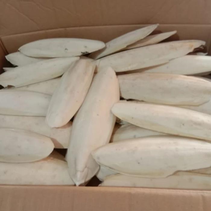 Ready Tulang Sotong Super Jumbo Berkualitas
