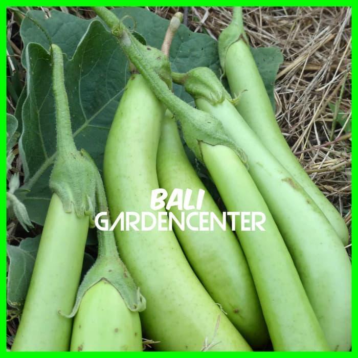 BENIH BIJI TERONG PANJANG HIJAU - TERONG HIJAU UNGGUL