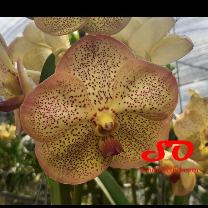 [ DEWASA ] Vanda Yellow Butterfly ( Vanda Tubtim Velvet x Vanda Butterfly )
