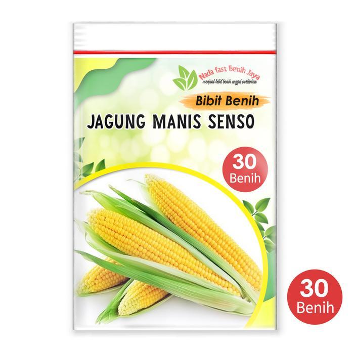 30 Biji Bibit jagung manis senso - benih jagung manis unggulan