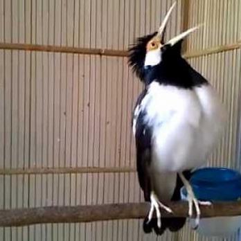 burung jalak suren gacoran