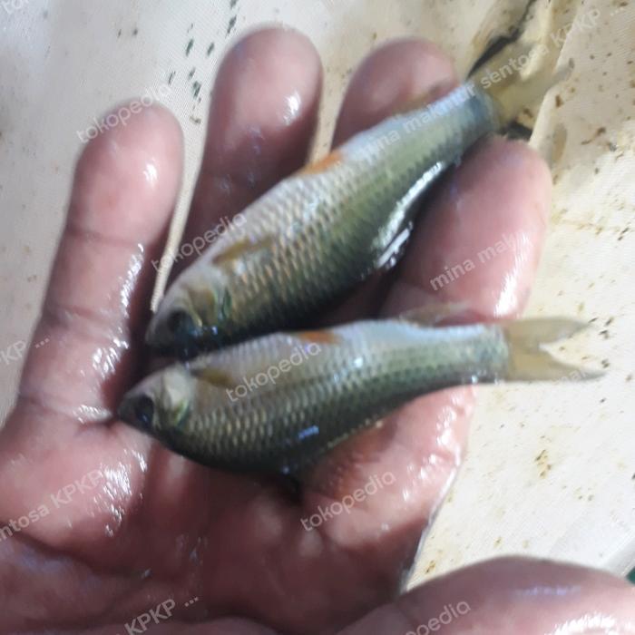 paket bibit ikan nilem isi 50 ekor uk : 1-2 jari