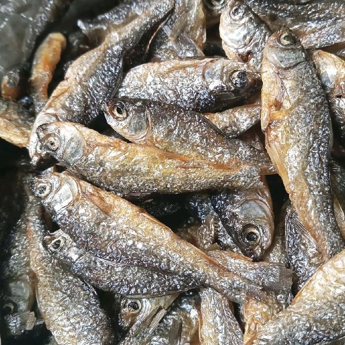 IKAN BILIH PADANG IKAN BILIH DANAU SINGKARAK