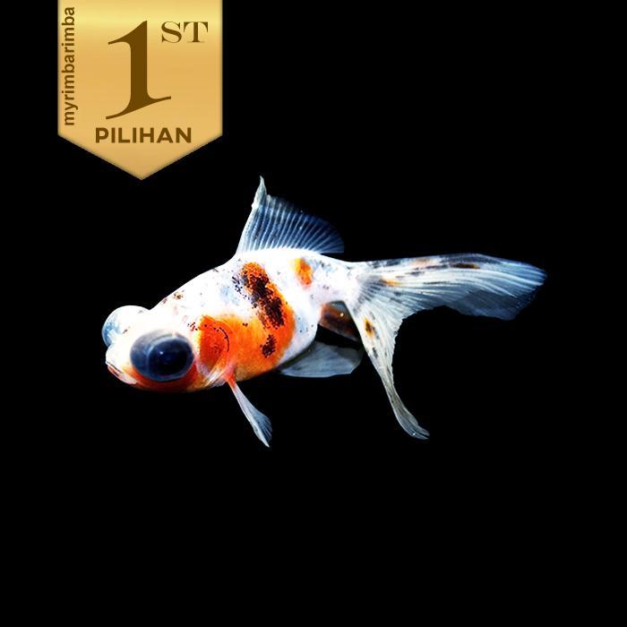 Ikan Mas Koki Buldog Multi Color Hiasan Aquarium Tanaman Hias Kolam