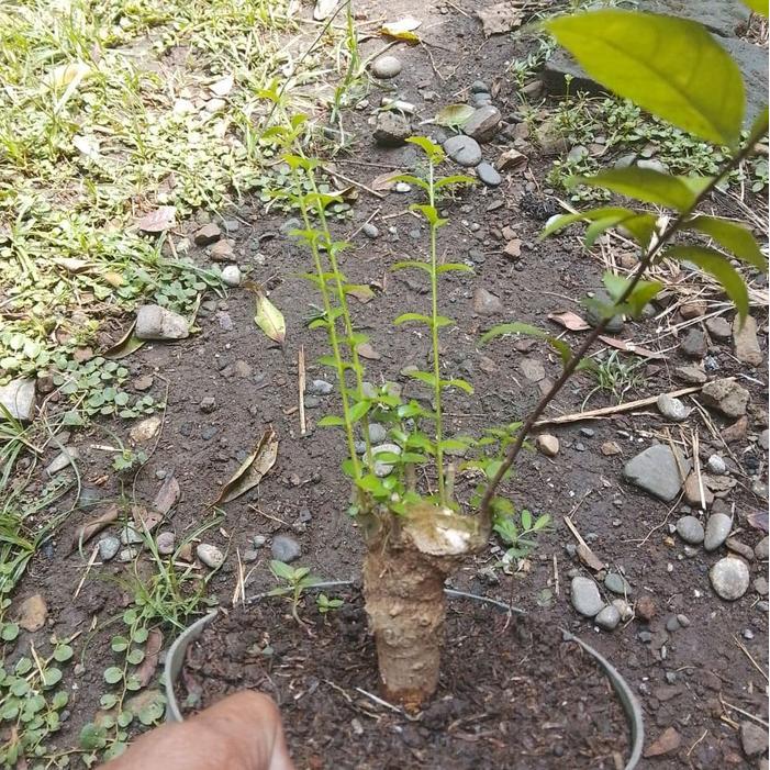 artificial bonsai anting putri bogelan dekorasi rumah