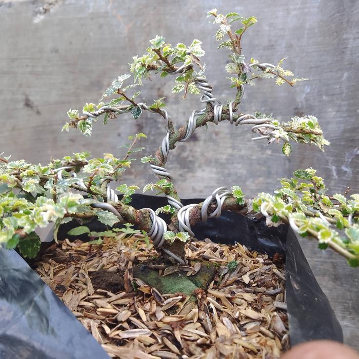 bonsai ulmus mikro mame sudah roses batang.