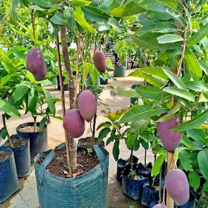 BIBIT BUAH MANGGA ERWIN SUDAH BERBUAH+ BERBUNGA