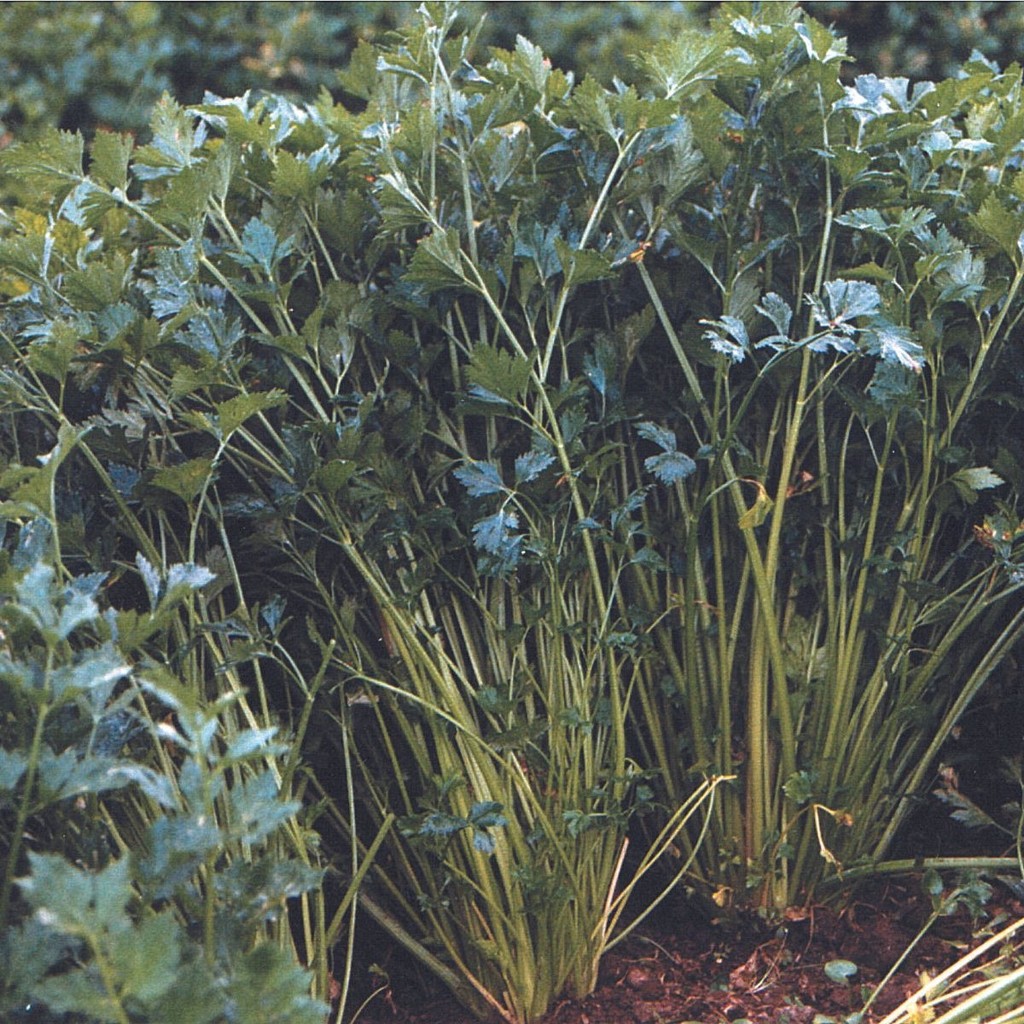 Pupuk Mikro Boric Acid Asam Borat H3BO3 Etiborikasit Kemasan 500 Gram