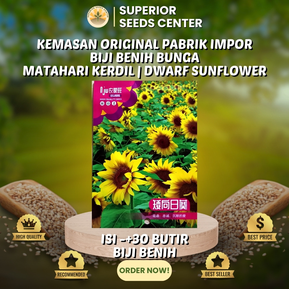 30 Butir Biji Benih Bunga Matahari Kerdil | Dwarf Sunflower (Kemasan Original Pabrik Impor)
