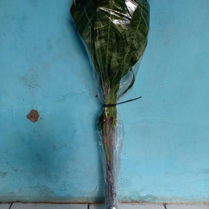 Bibit mangga mahatir jumbo tanaman buah unggul original hasil cangkok Terbaik