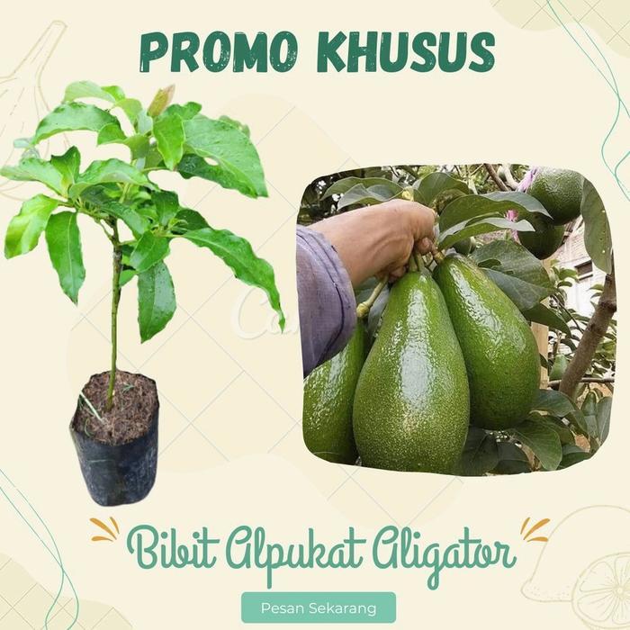 Benih Bibit Tanaman Alpukat Aligator Ketinggian 50-70cm - Stek Okulasi