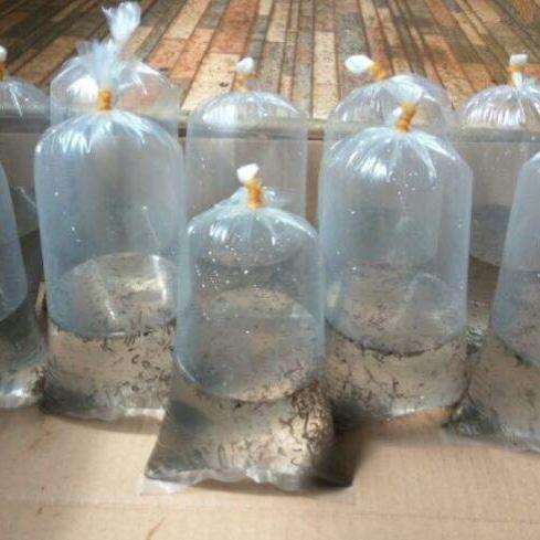 ENCU / JENTIK NYAMUK PAKAN IKAN