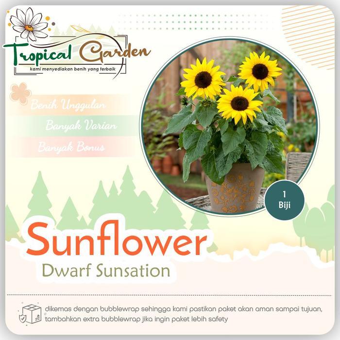 Benih Biji Bunga Matahari Mini Benih Sunflower Mini Dwarf