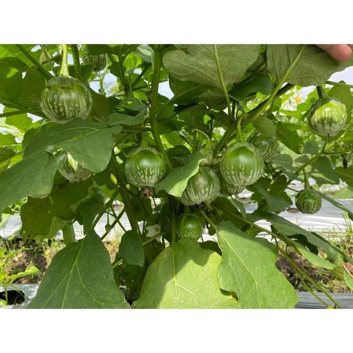 Serasiinspace Terong Lalap Provita F1 - Original Panah Merah - Benih Unggul Hibrida