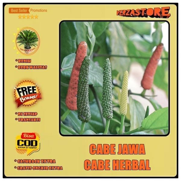 Biji Benih Cabe Herbal Cabe Jawa /10 biji