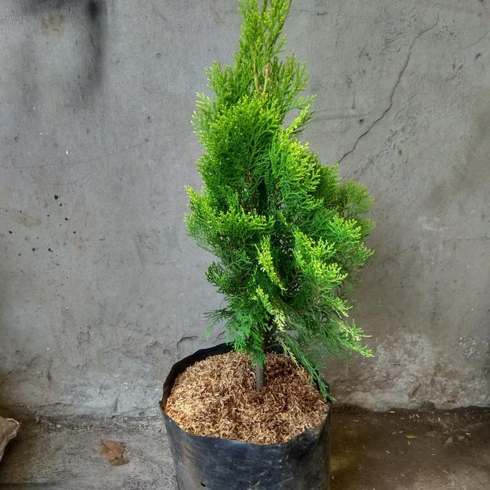 pohon cemara kipas, cemara natal, tanaman cemara rimbun bisa besar