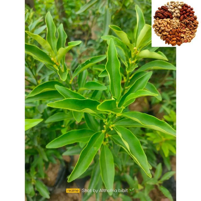 Benih Jeruk Kimkit Madu Jeruk Manis Dan Bisa Di Makan Sama Kulitnya Siap Tanam Di Pot Maupun Halaman