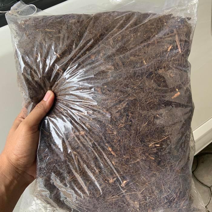 Akar Pakis / Pakis Cacah Bukan Pakis Oven