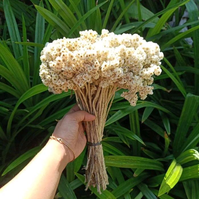 Jr - Bunga Kering Bunga Edelweiss Besar Bunga Abadi Bahan Buket Terlaris