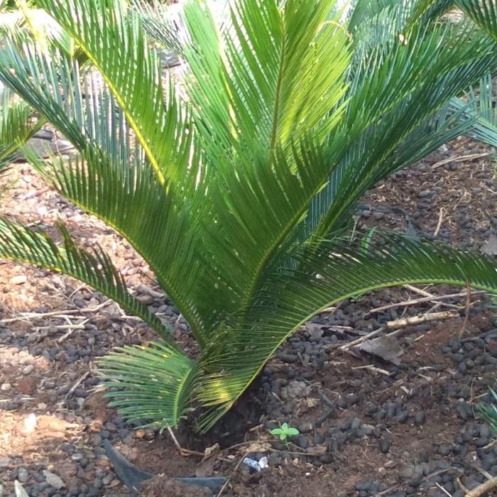 tanaman sikas mini+pot