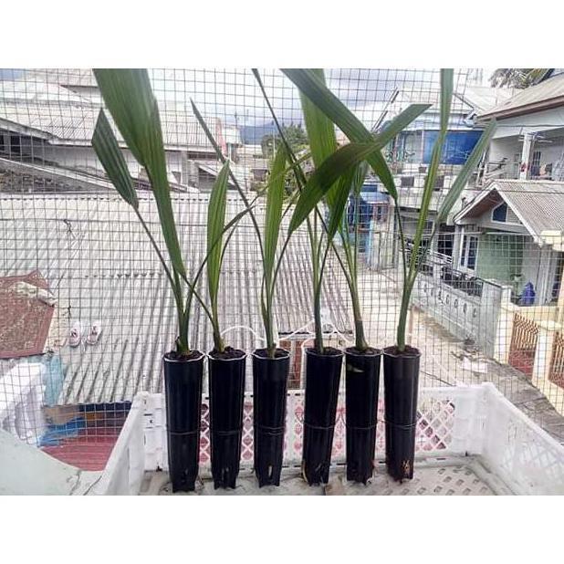 Terlaris REST0CK BIBIT KURMA TC / KULTUR JARINGAN ASAL DPD INGGRIS TAMBULAPOT