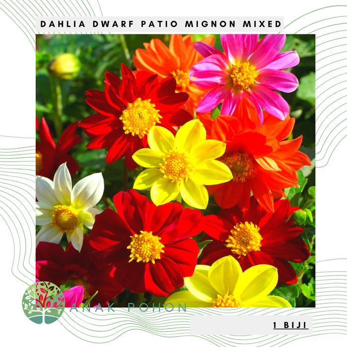 Growterra Farm BUNGA DAHLIA DWARF PATIO MIGNON FLOWER SEEDS