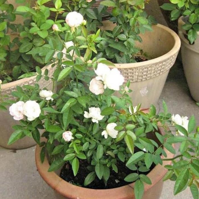 BIBIT BUNGA MAWAR MERAH RAMBAT / RED ROSE CLIMBING - MAWAR MERAMBAT