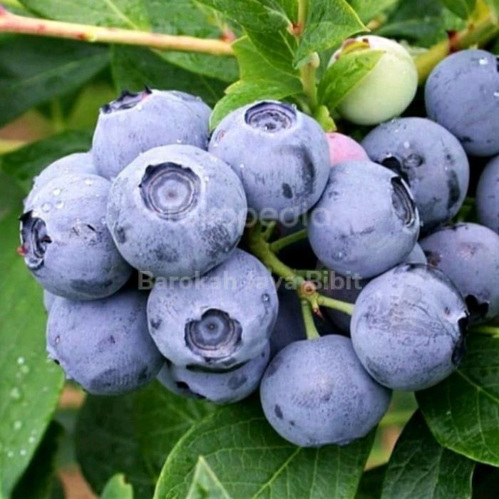 BIBIT BUAH BLUEBERRY IMPORT HASIL CANGKOK CEPAT BERBUAH