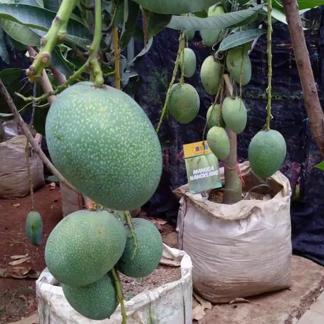 Zico Stored Boster Mangga/Pupuk Boster Mangga Cepat Berbuah