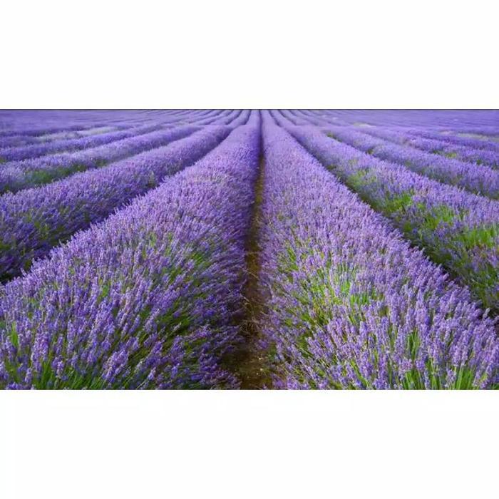 BENIH BUNGA - BIBIT BUNGA LAVENDER ENGLISH / BENIH BUNGA LAVENDER ( 25 BENIH NADA FAST ) TANAMAN