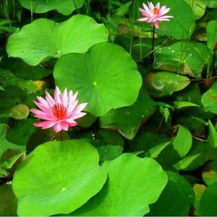 Tanaman air bunga teratai air // tanaman bunga teratai