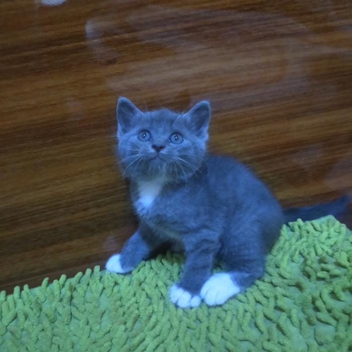 kucng bsh mix bicolor lucu shorhair