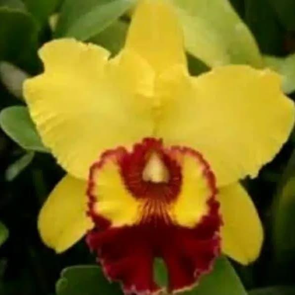 anggrek cattleya remaja