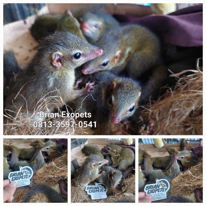 Anakan Tupai Kekes Jinak Murah Tbk
