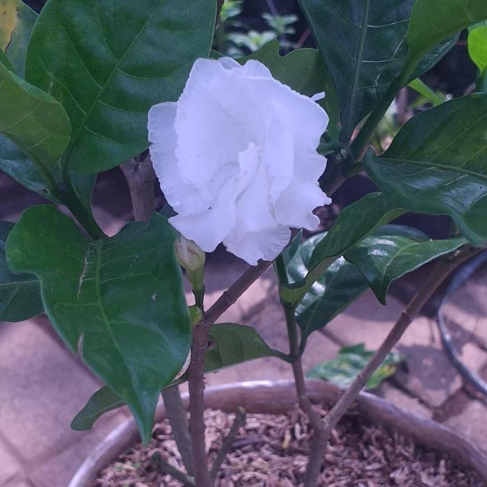 Tanaman Hias Kacapiring Polibek Karung