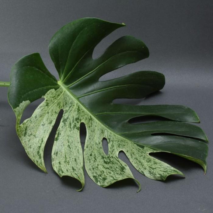 bibit bonggol monstera mint varigata - batang berakar monstera mint