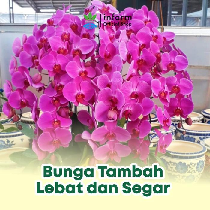INFARM - Paket Pupuk Anggrek Pupuk Organik Cair Pupuk Bunga Anggrek Pupuk Bunga Anggrek Paket Pupuk