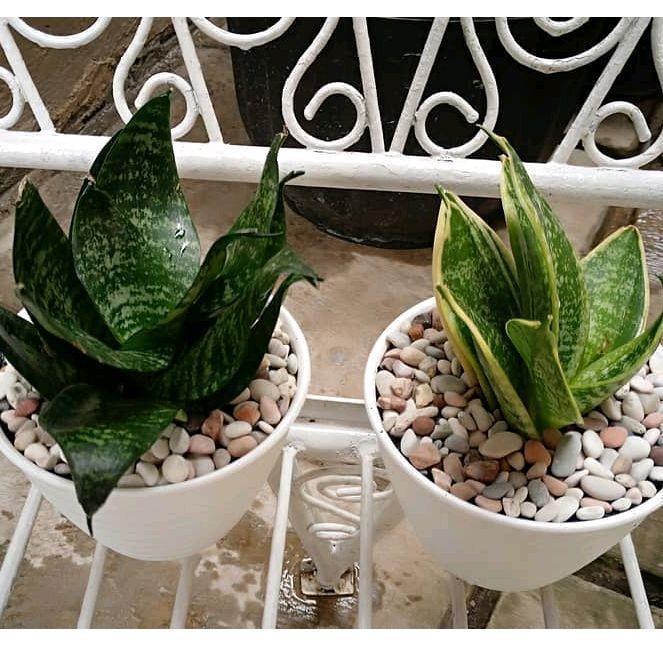 Paket 3 tanaman hias sansivera mini - lidah mertua mini