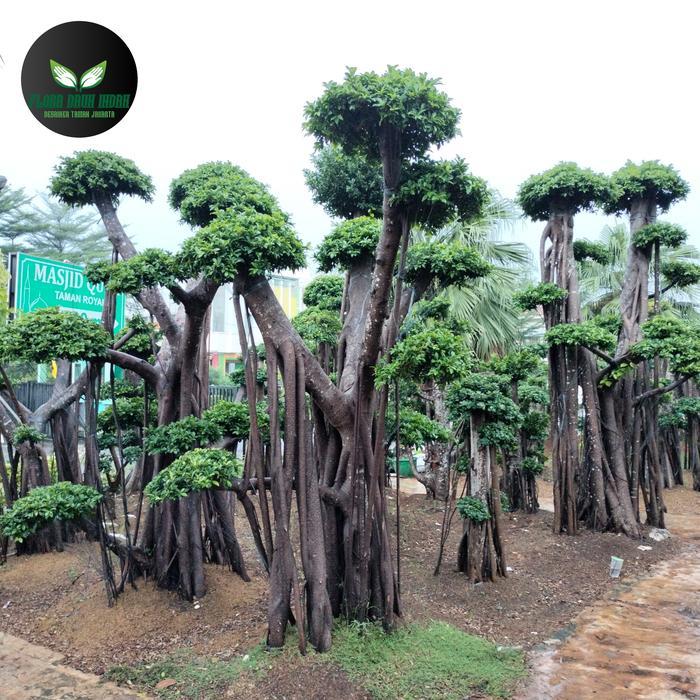 ASLI Taan pohon bonsai elegend super fosil READY STOCK