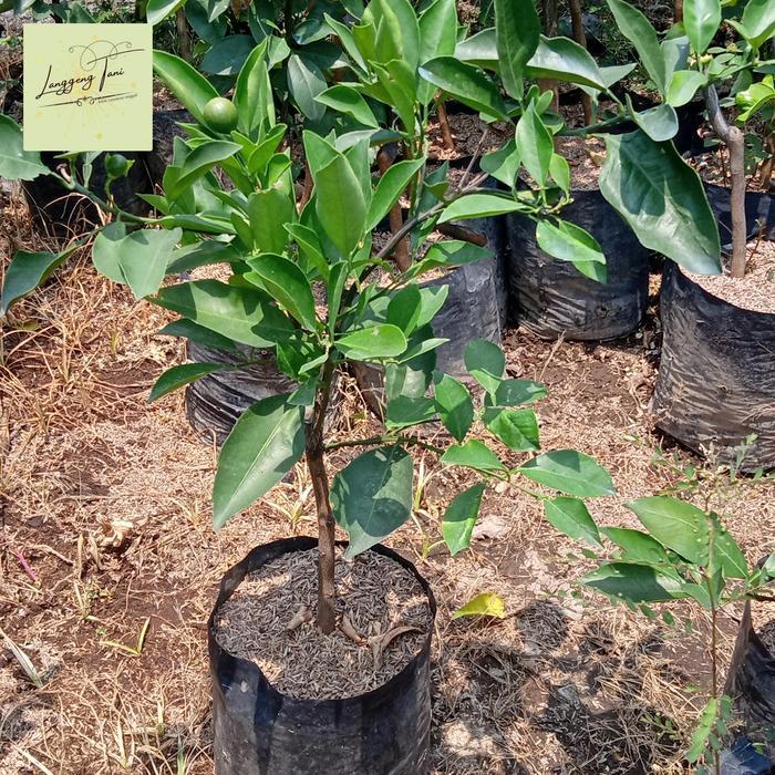 bibit tanaman buah jeruk sunkist kondisi berbuah cepat berbuah