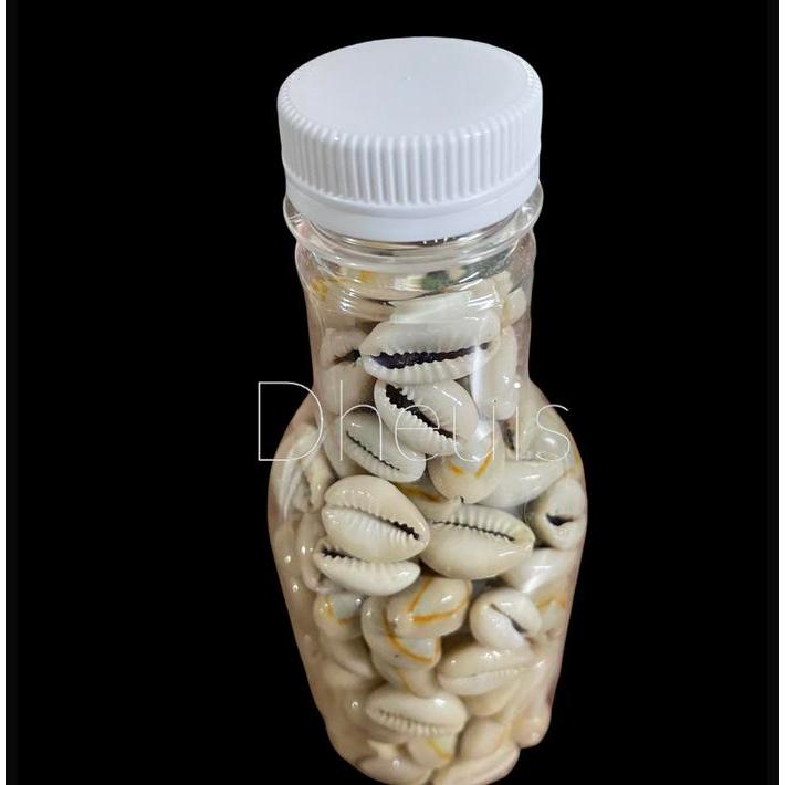 Kerang/Kuwuk 150Pcs