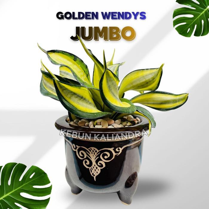 KOLEKSI Sansivera Golden Wendys dengan VAS unik Ukuran JUMBO