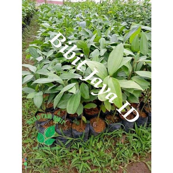 Bibit Kayu Manis Unggul