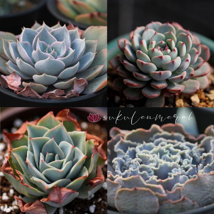 TERLARIS SUKULEN kaktus echeveria sekulen import mini tanaman bunga skulen asli hiasan taman READY