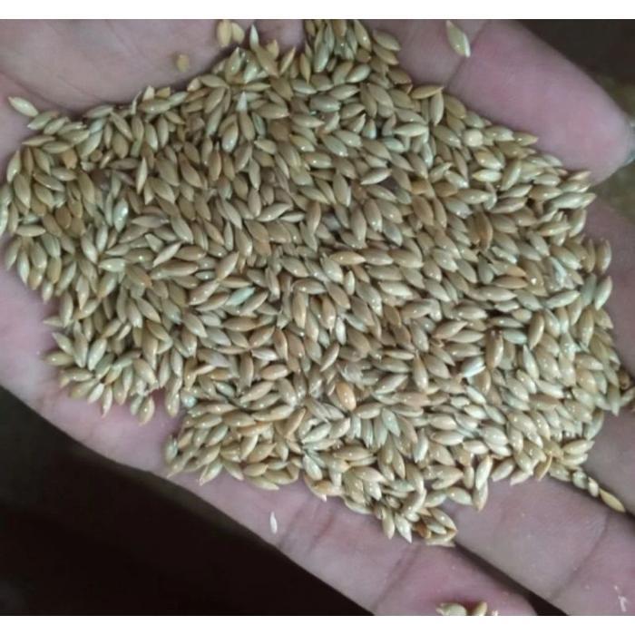 Canary seed biji kenari karungan 25 kg