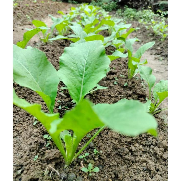 Najwa Gadget Benih Caisim Sawi Manis Jumbo 100 Gram Kotaku Hijau Lebat Panen Melimpah Hidroponik