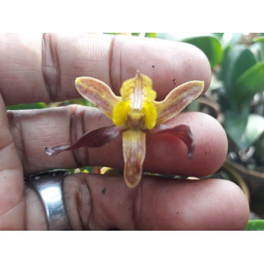Dendrobium Keriting Rambo