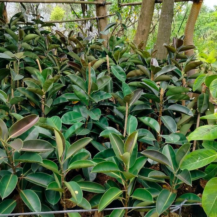 Tanaman Hias Pohon Karet Kebo 1 Meter Ficus Elastica Daun Besar Tebal Ideal untuk Dekorasi Ruangan